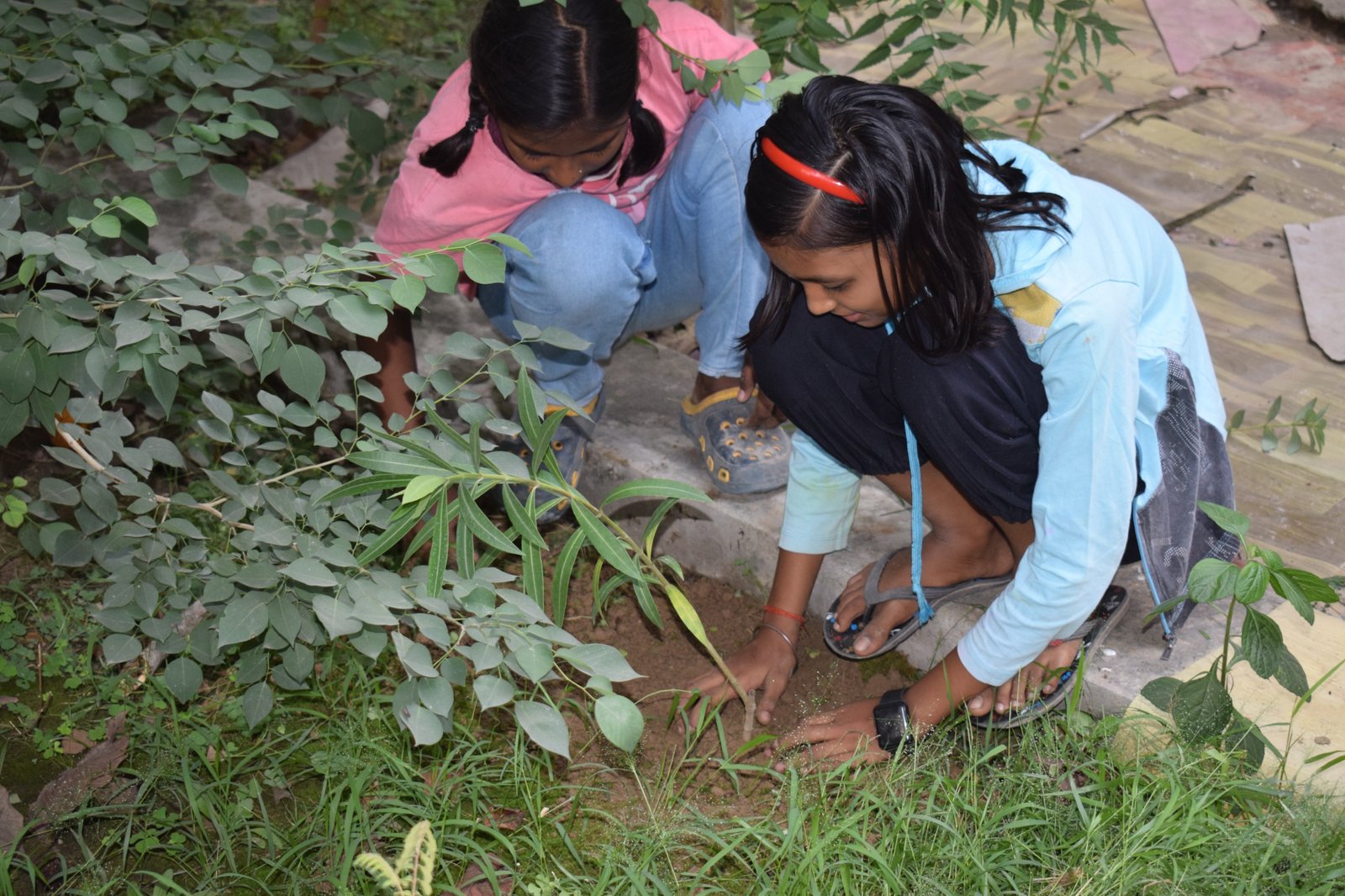 Volunteers planting saplings